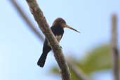 Brown Jacamar, Thaimaçu, Pará, Brazil, April 2003 - click for larger image