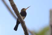 Brown Jacamar, Thaimaçu, Pará, Brazil, April 2003 - click for larger image