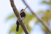 Brown Jacamar, Thaimaçu, Pará, Brazil, April 2003 - click for larger image