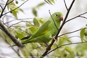 Yellow-chevroned Parakeet, Pantanal, Mato Grosso, Brazil, December 2006 - click for larger image