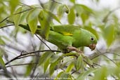 Yellow-chevroned Parakeet, Pantanal, Mato Grosso, Brazil, December 2006 - click for larger image