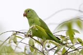 Yellow-chevroned Parakeet, Pantanal, Mato Grosso, Brazil, December 2006 - click for larger image