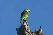 Yellow-chevroned Parakeet, Vila Bela de Santíssima Trindade, Mato Grosso, Brazil, March 2003 - click for larger image