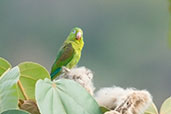 Orange-chinned Parakeet, Minca, Magdalena, Colombia, April 2012 - click for larger image