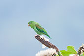 Orange-chinned Parakeet, Minca, Magdalena, Colombia, April 2012 - click for larger image