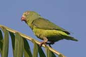 Tui Parakeet, Hotel Tropical, Manaus, Amazonas, Brazil, August 2004 - click for larger image