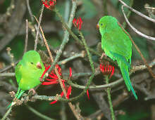 Plain Parakeet, Brazil, July 2001 - click for a larger image