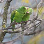 Plain Parakeet, Brazil, July 2002 - click for a larger image