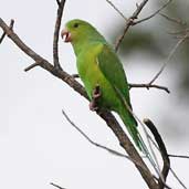 Plain Parakeet, Brazil, March 2003 - click for a larger image