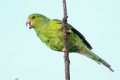 Plain Parakeet, São Paulo, Brazil, March 2004 - click for a larger image