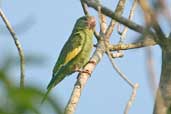 Canary-winged Parakeet, Hotel Tropical, Manaus, Amazonas, Brazil, August 2004 - click for larger image