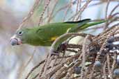 Canary-winged Parakeet, Belém, Pará, Brazil, November 2005 - click for larger image