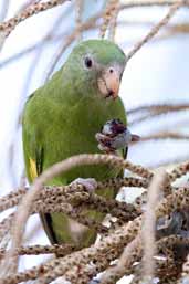 Canary-winged Parakeet, Belém, Pará, Brazil, November 2005 - click for larger image