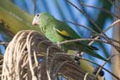 Canary-winged Parakeet, Belém, Pará, Brazil, November 2005 - click for larger image