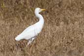 Cattle Egret, Cayo Coco, Cuba, February 2005 - click for a larger image