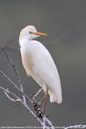 Cattle  Egret, REGUA, Rio de Janeiro, Brazil, October 2006 - click for a larger image