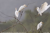 Cattle  Egret, REGUA, Rio de Janeiro, Brazil, October 2006 - click for a larger image