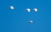 Cattle Egret, Goi&aacute;s, Brazil, April 2001 - click for a larger image
