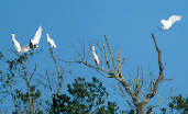 Cattle Egret, Goi&aacute;s, Brazil, April 2001 - click for a larger image