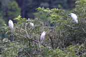 Cattle Egret, Thaima&ccedil;u, Par&aacute;, Brazil, April 2003 - click for a larger image
