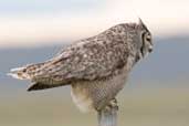 Magellanic Horned Owl, Tierra del Fuego, Chile, December 2005 - click for a larger image