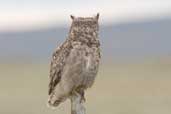 Magellanic Horned Owl, Tierra del Fuego, Chile, December 2005 - click for a larger image