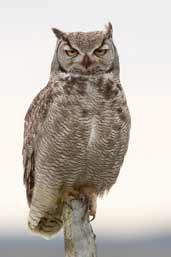 Magellanic Horned Owl, Tierra del Fuego, Chile, December 2005 - click for a larger image