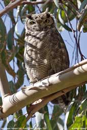 Magellanic Horned Owl, Putre, Chile, February 2007 - click for a larger image