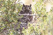 Great Horned Owl, Antisana Reserve, Napo, Ecuador, November 2019 - click for a larger image