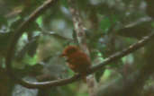 Collared Puffbird, Brazil, Sept 2000 - click for larger image