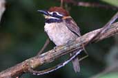 Chestnut-capped Puffbird, Pakaas Palafitas Lodge, Guajará-Mirim, Rondônia, Brazil, March 2003 - click for larger image