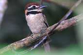 Chestnut-capped Puffbird, Pakaas Palafitas Lodge, Guajará-Mirim, Rondônia, Brazil, March 2003 - click for larger image