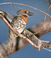 Spotted Puffbird, Roraima, Brazil, July 2001 - click for larger image