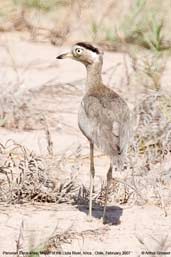 Peruvian Thick-knee, Lluta River, Arica, Chile, February 2007 - click for larger image