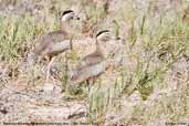 Peruvian Thick-knee, Lluta River, Arica, Chile, February 2007 - click for larger image