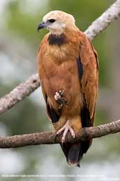 Black-collared Hawk, Pantanal, Mato Grosso, Brazil, December 2006 - click for a larger image