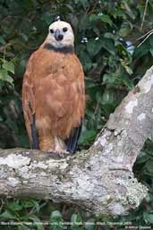 Black-collared Hawk, Pantanal, Mato Grosso, Brazil, December 2006 - click for a larger image