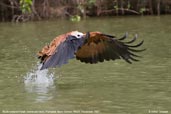 Black-collared Hawk, Pantanal, Mato Grosso, Brazil, December 2006 - click for a larger image