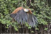 Black-collared Hawk, Pantanal, Mato Grosso, Brazil, December 2006 - click for a larger image