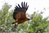 Black-collared Hawk, Pantanal, Mato Grosso, Brazil, December 2006 - click for a larger image