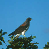 White-tailed Hawk, Goiás, Brazil, April 2001 - click for a larger image