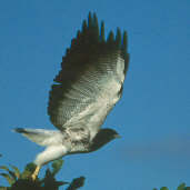 White-tailed Hawk, Goiás, Brazil, April 2001 - click for a larger image