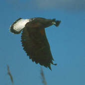 White-tailed Hawk, Goiás, Brazil, April 2001 - click for a larger image