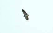 White-tailed Hawk, Bahia, Brazil, February 2002 - click for a larger image