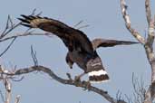Common Black-hawk, Cayo Coco, Cuba, February 2005 - click on image for a larger view