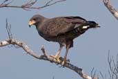 Common Black-hawk, Cayo Coco, Cuba, February 2005 - click on image for a larger view