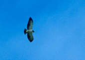 Short-tailed Hawk, Roraima, Brazil, July 2001 - click for larger image