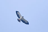 Short-tailed Hawk, Tikal, Guatemala, March 2015 - click for larger image