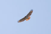 Red-tailed Hawk, Zapata Swamp, Cuba, February 2005 - click on image for a larger view