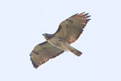 Red-tailed Hawk, Zapata Swamp, Cuba, February 2005 - click on image for a larger view